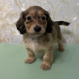 Maple - Cream female Dachshund puppy in Jonesboro, Illinois from Twin Hills Dachshunds