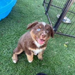 RTF - Red tri female Miniature Australian Shepherd puppy in Bethany, Illinois from Rachel at Marrowbone Creek Aussies