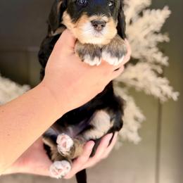 Panther - Phantom female Bernedoodle puppy in Salt Lake County, Utah from Coco Avenue Pups