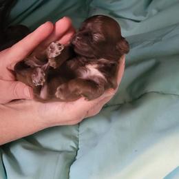 BaBoo - Sable male Shih Tzu puppy in Eldorado, Arkansas from Gina's Lil Zues and Yorkies Kennel