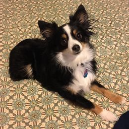 Toy Australian Shepherd All Grown Up from Texas Toy Aussies