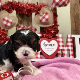 Cadbury - Tri-color male Cavalier King Charles Spaniel puppy in Kidder, South Dakota from Continental Cavaliers