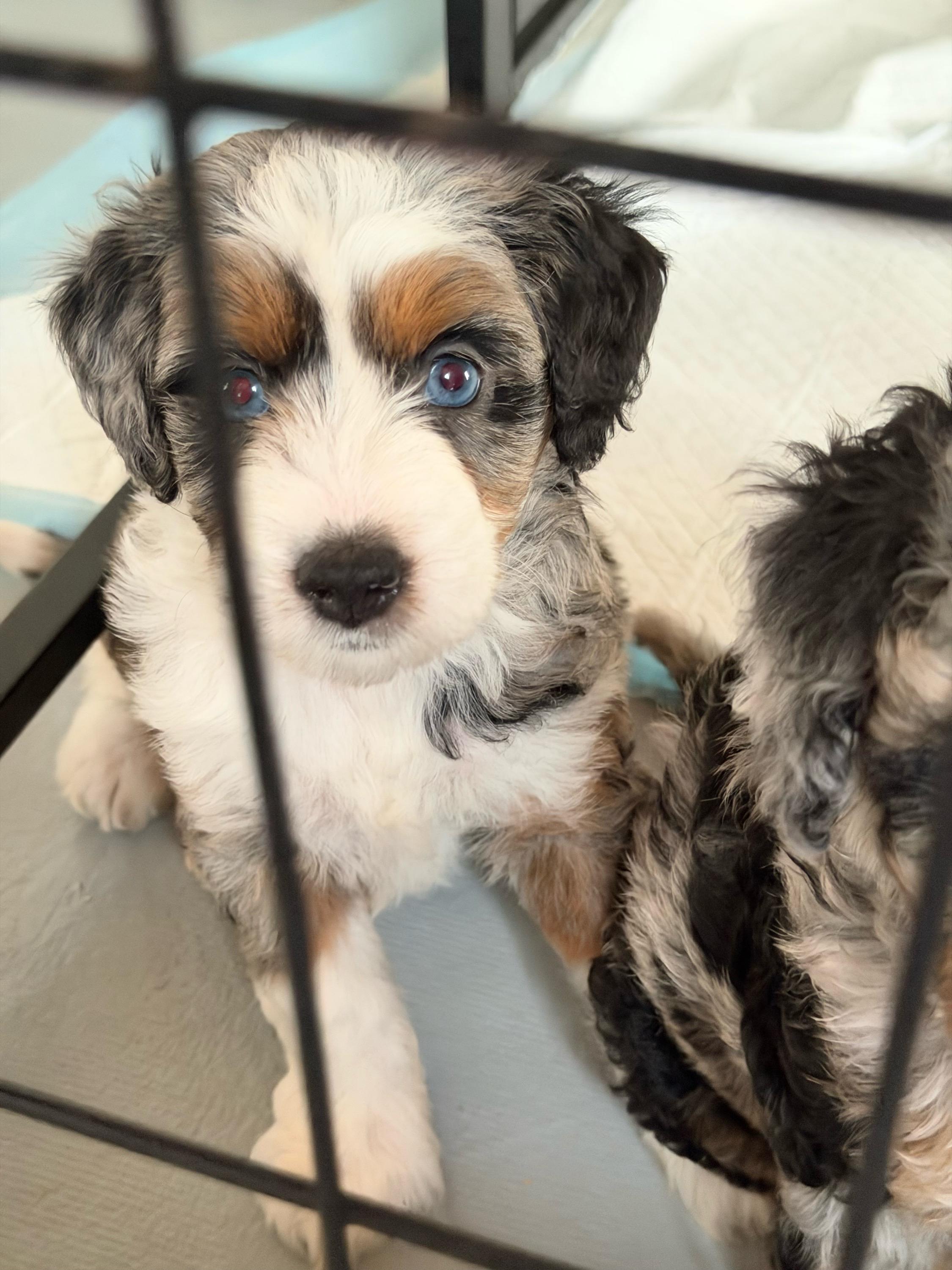 Girl 1 (sunshine) - Blue merle female Aussiedoodle puppy in Paradise, Texas from Diamond Z Poodles & Doodles