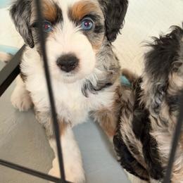 Girl 1 (sunshine) - Blue merle female Aussiedoodle puppy in Paradise, Texas from Diamond Z Poodles & Doodles