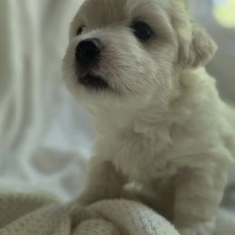 Maltipoo Puppies from Missy's Little Garden