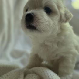 Maltipoo Puppies from Missy's Little Garden