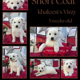 Mocha Girl - White female German Shepherd puppy in Apache Junction, Arizona from CS Vista Farms