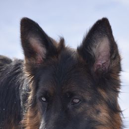German Shepherds from Von Muller Shepherds