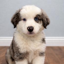 Romeo - Blue merle male Australian Shepherd puppy in Traer, Iowa from Kelly Arndt