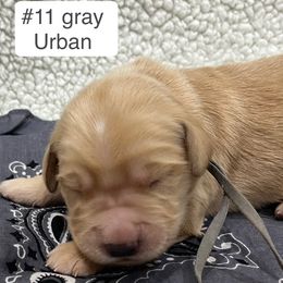 Urban - Golden male Golden Retriever puppy in Pueblo, Colorado from GR8 Goldens