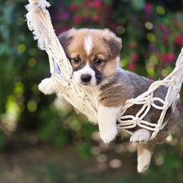 Boy 1 - Red male Pembroke Welsh Corgi puppy in Gig Harbor, Washington from Pacific Northwest Pembroke Welsh Corgis