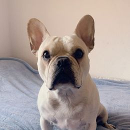 Frankie  - French Bulldog