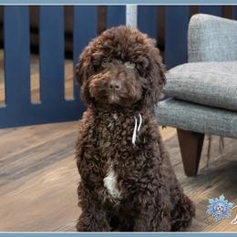 Jerri - Brown male Cockapoo puppy in Connersville, Indiana from Deaz Doodle Ranch
