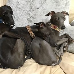 Azawakh and Italian Greyhound All Grown Up from Noblewinds