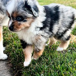 Miniature Australian Shepherd and Toy Australian Shepherd Puppies from Columbia Coast Toy & Mini Aussies