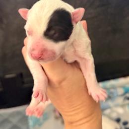 2 - Black & white male Miniature Australian Shepherd puppy in Chilton, Wisconsin from Pointless Acres
