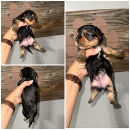 Bella - Black and gold female Morkie puppy in Cleveland, Tennessee from Moody’s Morkies and More