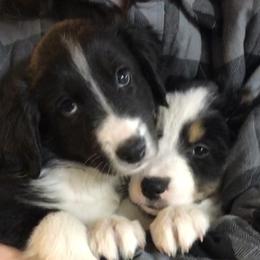 Border Collie Puppies from Cahill’s Canines