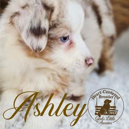 Ashley - Red merle female Miniature Australian Shepherd puppy in Ennis, Texas from God’s Little Aussies