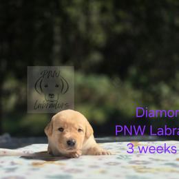 Diamond - Yellow female Labrador Retriever puppy in Rogue River, Oregon from PNW Labradors