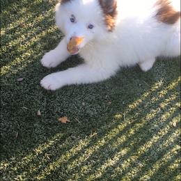 Siberian Husky Puppies from Arctic Circle Kennels