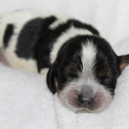 Redwood - Black white and tan male English Springer Spaniel puppy in Lexington, South Carolina from House Tiner Springers