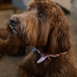 Millie - Australian Labradoodle