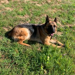 Molly - German Shepherd