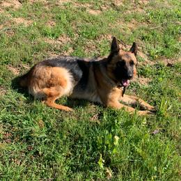 Molly - German Shepherd