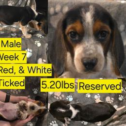 Winchester Yellow Male - Black red and white male Beagle puppy in Bemidji, Minnesota from Nse Farms Beagles