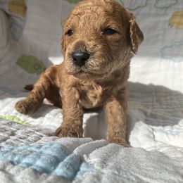 Goldendoodle Puppies from Cassie Farms