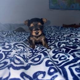Humble - Black and gold male Yorkshire Terrier puppy in Rochester, New York from TK PUPS