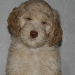 Australian Labradoodle Puppies from Wonderland Labradoodles