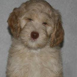 Australian Labradoodle Puppies from Wonderland Labradoodles