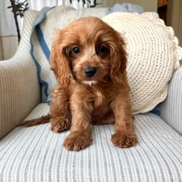 Finn - Brown male Cavapoo puppy in Burlington, Iowa from Pleasant Home Puppies