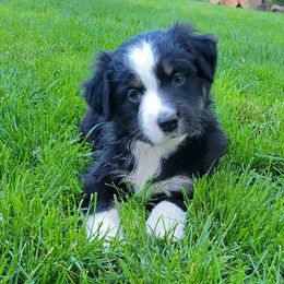 Lily - Australian Shepherd puppy in Chillicothe, Ohio from Cosmic Aussies