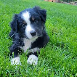 Lily - Australian Shepherd puppy in Chillicothe, Ohio from Cosmic Aussies