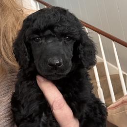 Demi - Black female Poodle puppy in Greenwich, New York from MizzElle’s Standard Poodles