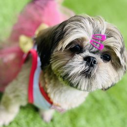 Avi - Shih Tzu