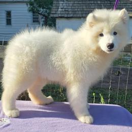Blackjack - White male Samoyed puppy in Broomfield, Colorado from Klondike Snow Samoyeds