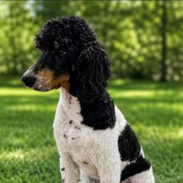 Krista - Parti female Poodle puppy in Fairfield, Illinois from Positively Doodles
