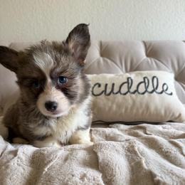 FULL FLUFFY BLUE EYES- Peanut - Sable male Pembroke Welsh Corgi puppy in Decatur, Texas from Bar S Corgis