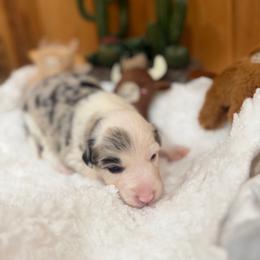 June - Blue merle female Border Collie puppy in Owenton, Kentucky from Three16 Ranch
