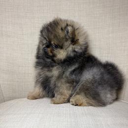 Arrow - Orange sable male Pomeranian puppy in Phoenix, Arizona from Luxpomz