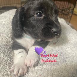 Berry - Piebald male Dachshund puppy in Mountain Home, Idaho from Desert Wind Dachshunds