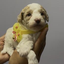 Yellow girl - Parti female Goldendoodle puppy in Pawtucket, Rhode Island from Ds_minidoodles