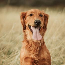 Golden Retrievers from Flynn Timber Goldens, LLC
