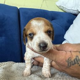 Girl 1 - Piebald female Dachshund puppy in Phoenix, Arizona from Jennifer's Guardian Doxies
