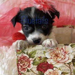 Chihuahua and Dachshund Puppies from Blue Tails Farm