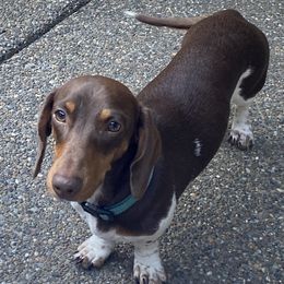 Luke - Dachshund